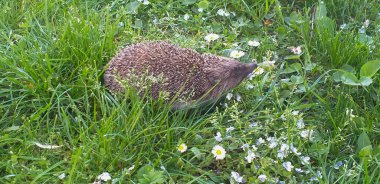 Kirpi yemyeşil çimlerde yürüyor.
