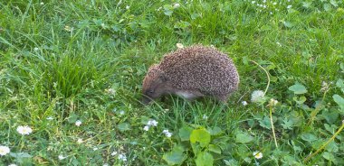 Kirpi yemyeşil çimlerde yürüyor.