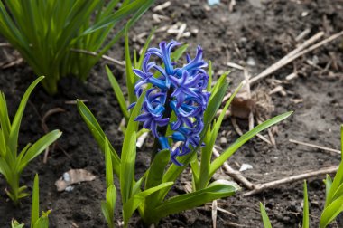 Spring background: blue hyacinth in a flowerbed