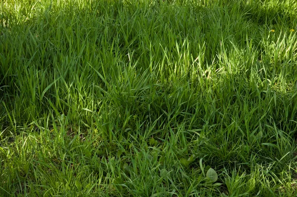 Summer Background Lush Bright Green Grass Sunlight — Stock Photo, Image