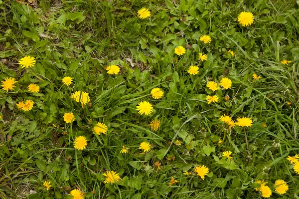 Yellow Dandelions Lush Green Grass — Photo