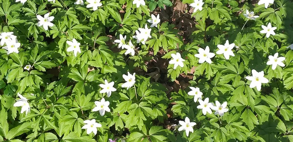 Białe Kwiaty Wśród Zielonych Liści — Zdjęcie stockowe
