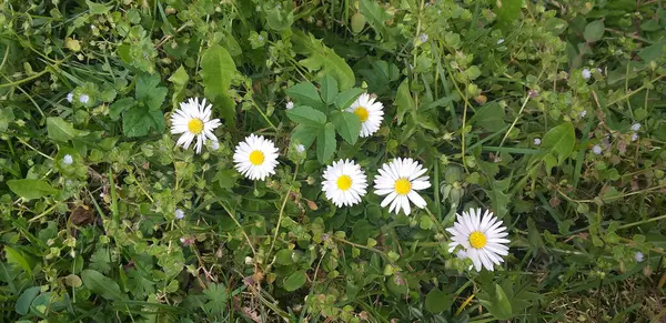 緑の草の間の白いカモミールは — ストック写真