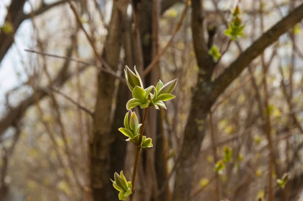 First Young Spring Leaves Selective Focus Blurred Background —  Fotos de Stock