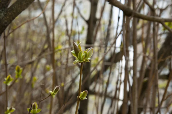 First Young Spring Leaves Selective Focus Blurred Background — стоковое фото