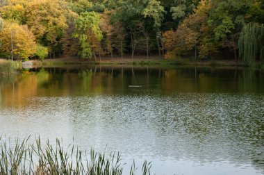 Sakin bir gölde yüzen vahşi bir ördek, ön planda sazlıklar, arka planda bir sonbahar ormanı ve bir elektrik hattı.