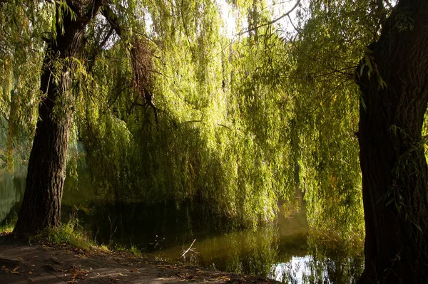 Zielone Gałęzie Wierzby Kąpią Się Wodzie — Zdjęcie stockowe