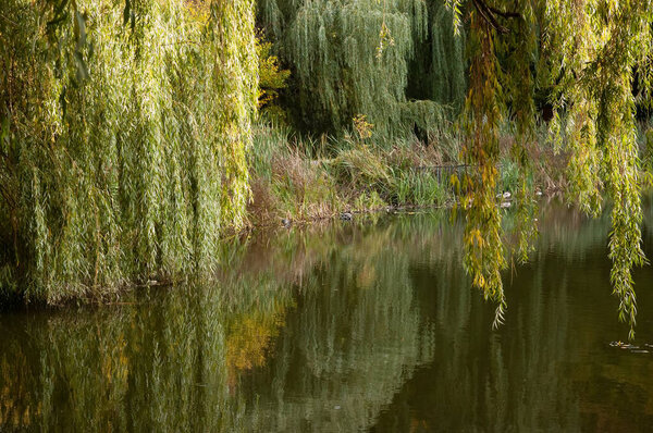 green branches of willow bathe in calm water, in the distance an overgrown shore