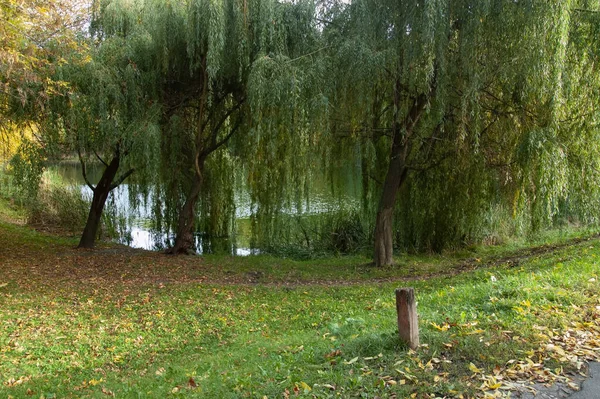 Zielony Trawnik Pierwszymi Żółtymi Liśćmi Wierzby Pochylające Się Nad Wodą — Zdjęcie stockowe