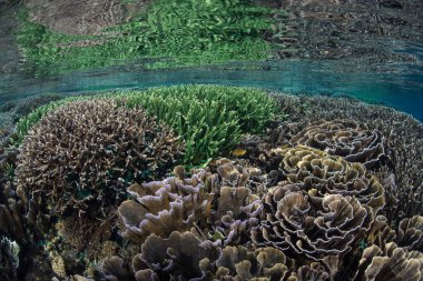 Endonezya 'daki Komodo Ulusal Parkı' ndaki sığ sularda inanılmaz derecede sağlıklı mercanlar yetişir. Küçük Sunda Adaları 'nın bu manzaralı kısmı olağanüstü deniz biyolojik çeşitliliğine ev sahipliği yapar..