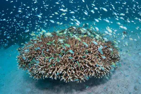 Mavi-yeşil papağan, Chromis viridis, Raja Ampat 'ta kumlu bir yamaçta bir mercan kolonisinin etrafında geziniyor. Endonezya 'nın bu manzaralı kısmı dünyanın en yüksek deniz biyolojik çeşitliliğine ev sahipliği yapar..
