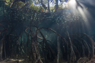 Güneş ışığı Endonezya 'nın Raja Ampat kentindeki uzak bir mangrov ormanının tepe örtüsünden süzülüyor. Mangrovlar birçok balık ve deniz omurgasızı türü için hayati yaşam alanı sunar..