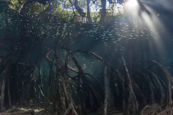 Luz Del Sol Filtra Través Del Dosel Remoto Bosque Manglares — Foto de Stock