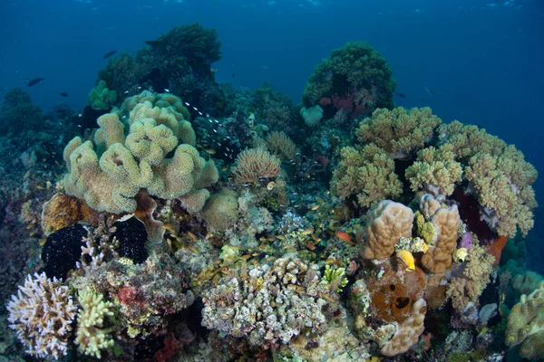 Recife Coral Saudável Biodiverso Prospera Nas Águas Perto Alor Indonésia — Fotografia de Stock