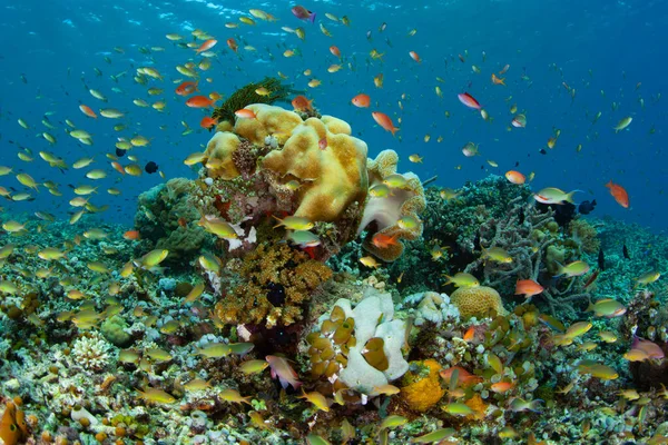 건강하고 생물이 산호초가 인도네시아 알로르 근처의 바다에서 번성하고 있습니다 작은순 — 스톡 사진
