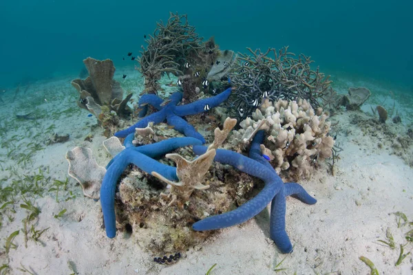Блакитні Морські Зірки Тримаються Мілководді Поблизу Алора Індонезія Цей Віддалений — стокове фото