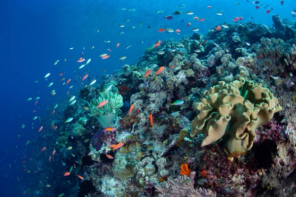 Healthy Biodiverse Coral Reef Thrives Waters Alor Indonesia Remote Region — Stock Photo, Image