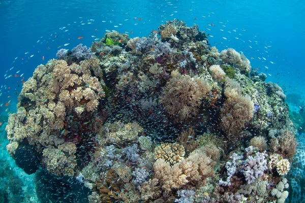 Una Barriera Corallina Sana Biodiversificata Prospera Nelle Acque Vicino Alor — Foto Stock