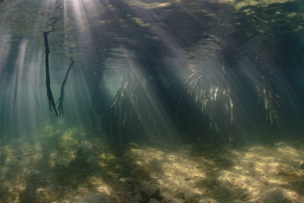 Beams Sunlight Fall Shallows Mangrove Forest Komodo National Park Indonesia — Stock Photo, Image