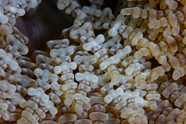 Detalhe Dos Tentáculos Texturizados Uma Anêmona Heteractis Aurora Recife Coral — Fotografia de Stock