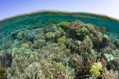 Endonezya 'daki Komodo Ulusal Parkı' nda sağlıklı mercanlar gelişir. Bu bölge olağanüstü yüksek deniz biyolojik çeşitliliğine ve dünyanın en büyük kertenkeleleri olan Komodo ejderhalarına ev sahipliği yapıyor..