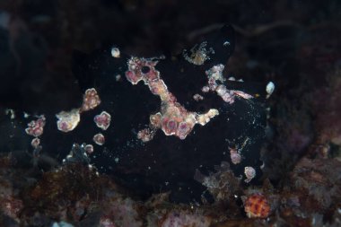 Yavru bir dev kurbağa balığı olan Antennarius Ticari, deniz tabanında oturur ve dikkatsiz avın yakınlarda yüzmesini bekler. Kurbağa balıkları, yem görevi gören modifiye edilmiş sırt yüzgeçleriyle avlarını cezbeder..