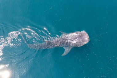 Bir balina köpekbalığı, Rhincodon tipus, Pasifik Okyanusu 'nun yüzeyinden beslenir. Bu, Dünya 'daki en büyük balık türüdür ve 10 metreden fazla büyüyebilir..