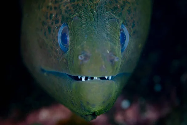 Giant Moray Eel Gymnothorax Javanicus Pokes Its Head Out Crevice — Stock Photo, Image