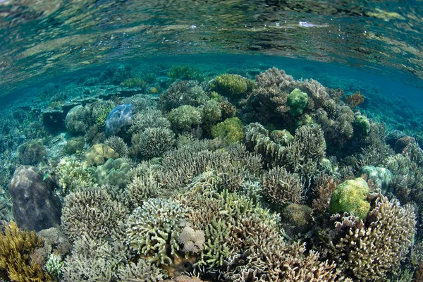 Healthy Corals Thrive Shallows Komodo National Park Indonesia Region Harbors — Stock Photo, Image