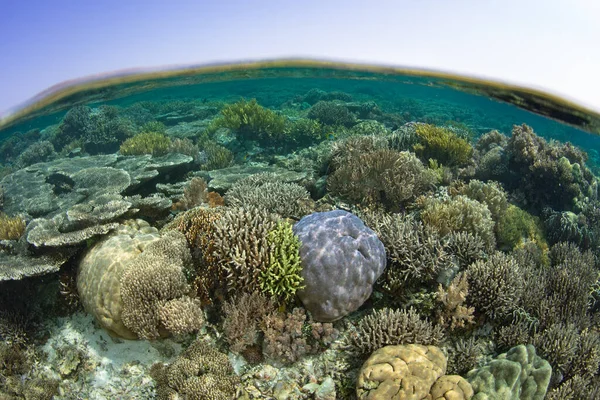 Zdrowe Koralowce Kwitną Płyciznach Parku Narodowego Komodo Indonezji Region Ten — Zdjęcie stockowe