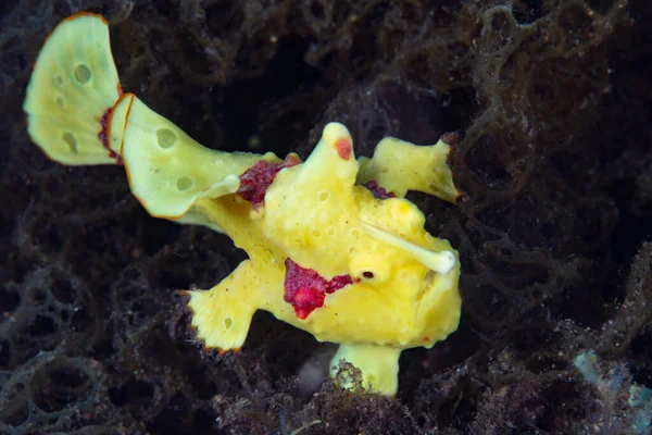 Een Gele Kikkervis Antennarius Wacht Prooi Dichtbij Zwemmen Zeebodem Van — Stockfoto