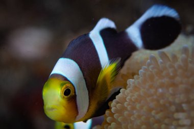 Genç bir Saddleback anemonisi, Amphiprion polymnus, ev sahibi şakayığın kenarında yüzer. Tüm anemonik balıklarının konukçu şakayıklarıyla karşılıklı ortak yaşamları vardır..