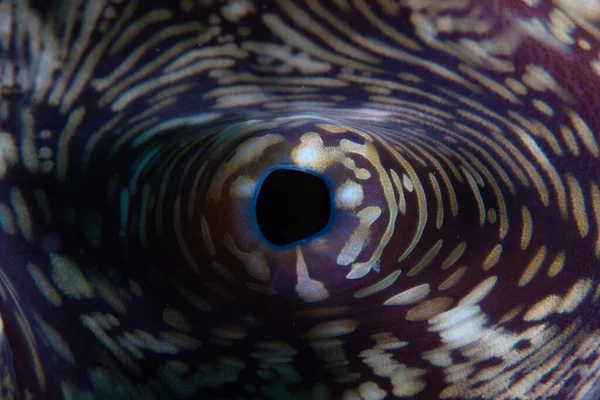 Szczegóły Dotyczące Syfonu Kolorowego Płaszcza Olbrzymiego Małża Tridacna Squamosa Cieśninie — Zdjęcie stockowe