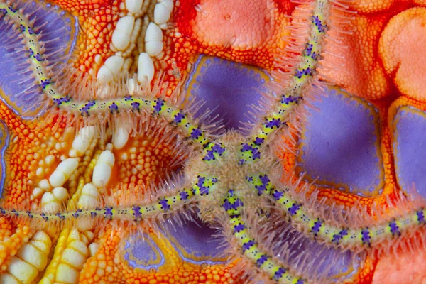 Brittle Star Clings Pin Cushion Sea Star Culcita Novaeguineae Reef — Stock Photo, Image