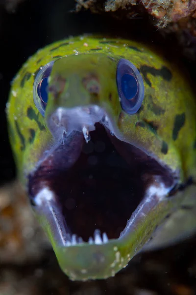 Fimbriated Moray Eel Gymnothorax Fimbriatus Opens Its Large Jaws Swims — Stock Photo, Image