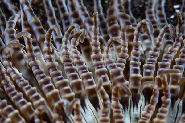 在印度尼西亚卢布赫海峡海底生长的 异能极光 是珠状海葵上复杂触须的细节 这些触须有刺痛的细胞和共生的鞭毛虫 — 图库照片