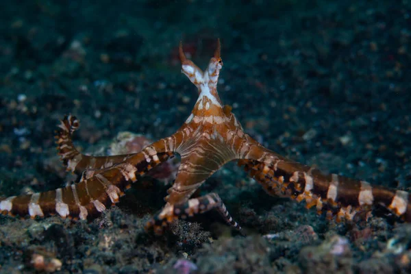 Wunderpus Octopus Wunderpus Photogenicus Crawls Sandy Seafloor Lembeh Strait Indonesia — Stock Photo, Image
