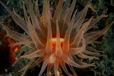 Endonezya 'da sağlıklı bir mercan resifinde yetişen, Tubastrea sp adlı mercan polipinin detayları..