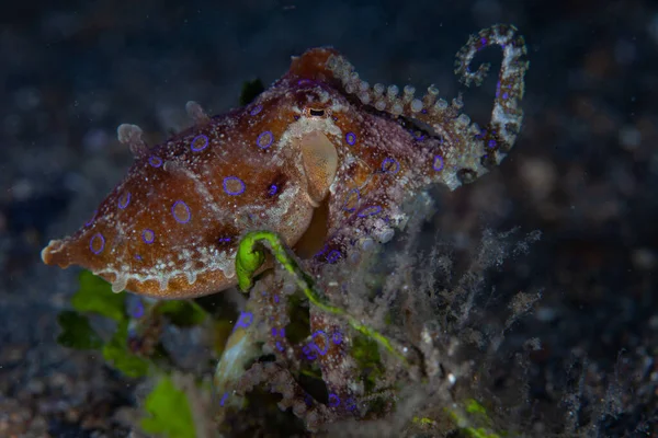 Niebieski Pierścień Ośmiornicy Hapalochlaena Czołga Się Przez Morze Cieśniny Lembeh — Zdjęcie stockowe