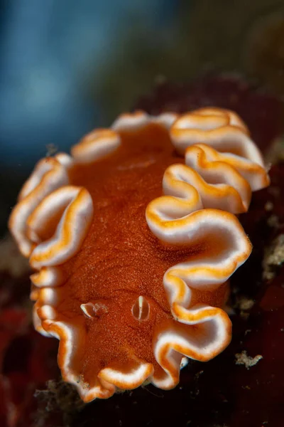 Piękny Nudibranch Glossodoris Rufomarginatus Poszukuje Pożywienia Dnie Morskim Cieśniny Lembeh — Zdjęcie stockowe