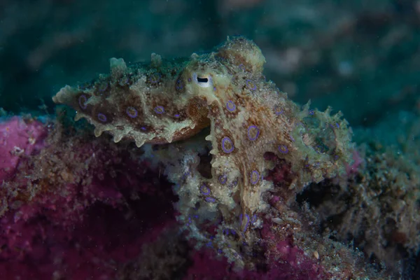 Een Blauwe Ring Octopus Hapalochlaena Kruipt Zeebodem Van Lembeh Strait — Stockfoto