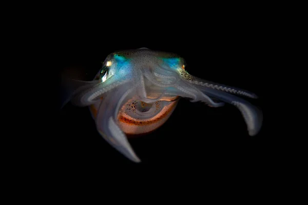 Chobotnice Bigfinova Útesu Sepioteuthis Lessoniana Vznáší Temných Vodách Indonésie Loví — Stock fotografie