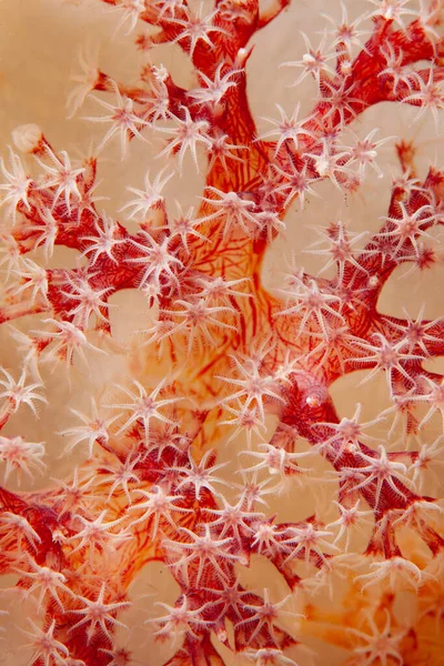 Detail Polyps Soft Coral Colony Dendronephthya Lembeh Strait Indonesia Tiny — Stock Photo, Image