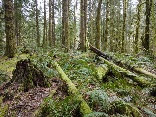 Moss Outros Epífitos Cobrem Antiga Floresta Crescimento Encontrada Perto Mount — Fotografia de Stock