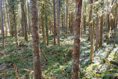 Yosun ve diğer yemyeşil epifitik büyüme, Oregon 'daki Hood Dağı yakınlarında bulunan eski ormanları kapsıyor. Bu güzel ılıman ormanlar hem bitki örtüsü hem de hayvanlar için sayısız yaşam alanı sunuyor..