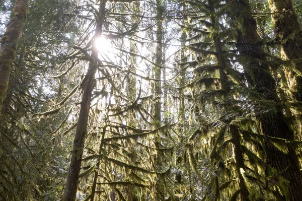 Φως Του Ήλιου Λάμπει Ένα Τροπικό Δάσος Που Βρίσκεται Κοντά — Φωτογραφία Αρχείου