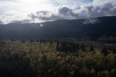 Havadan bakıldığında Oregon 'daki Columbia Nehri Boğazı' nda kayalık bir yamaçta büyüyen sağlıklı bir orman görülüyor. Bu bölge, güzel ılıman ormanlarıyla bilinir..