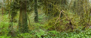 Tryon State Park, Oswego Gölü, Oregon 'da bir ağaç ve küçük bir bitki örtüsü gelişiyor. Ülkenin bu kısmı pek çok türe yaşam alanı olarak hizmet veren ılıman yağmur ormanlarına ev sahipliği yapar..