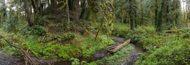 Tryon State Park, Oswego Gölü, Oregon 'da bir ağaç ve küçük bir bitki örtüsü gelişiyor. Ülkenin bu kısmı pek çok türe yaşam alanı olarak hizmet veren ılıman yağmur ormanlarına ev sahipliği yapar..