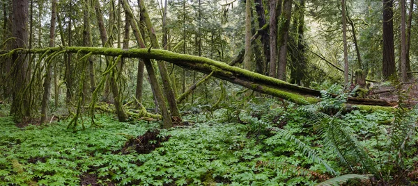 Národním Parku Tryon Jezeře Oswego Oregonu Kvete Změť Stromů Vegetace — Stock fotografie